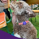 Bonnie tr&auml;gt�s am Halsband, alle anderen zeigen mit einem Button ebenfalls: Ich bin ein Segen! (Foto: Kevin Hosmann)