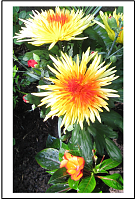 Blumen (KG Bleicherode)