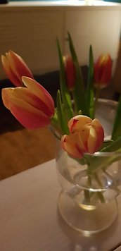 Fr&uuml;hling im Krankenzimmer  (Foto: Regina Englert)