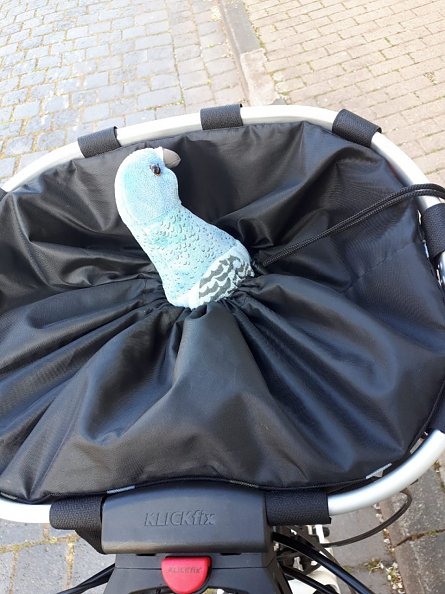 Katharina Schmolke hat eine Taube im Gep&auml;ck  (Foto: K. Schmolke )