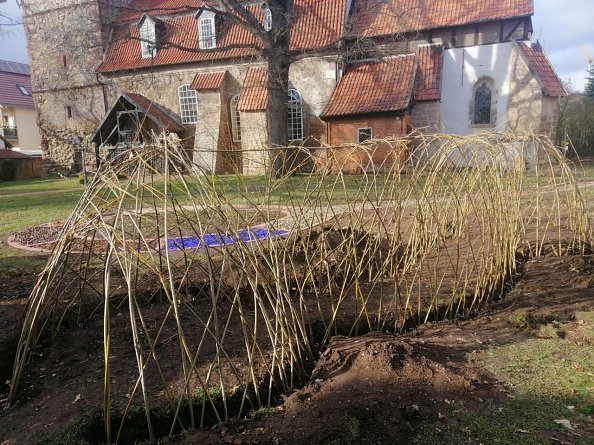 Weidentunnel in Bielen  (Foto: Chr. Mitzlaff)