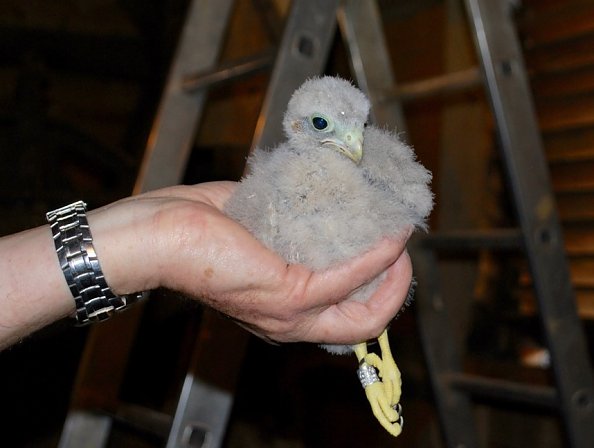 Turmfalken in Wallrode wurden beringt (Foto: W. Fromm)