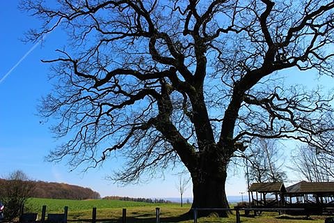 Die 400-j&auml;hrige H&ouml;rninger Stieleiche (Foto: J. Lenz)
